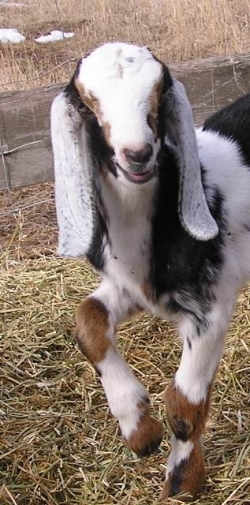 Nubian buck kid